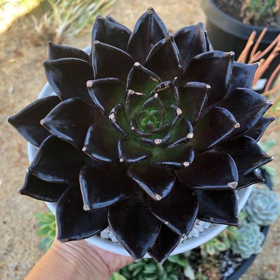 black succulent